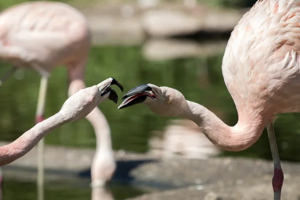 Beautiful pink flamingos — Stock Photo, Image