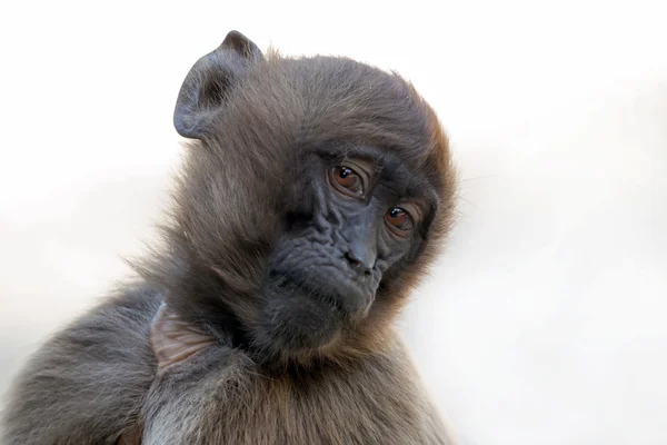 Mono babuino joven — Foto de Stock