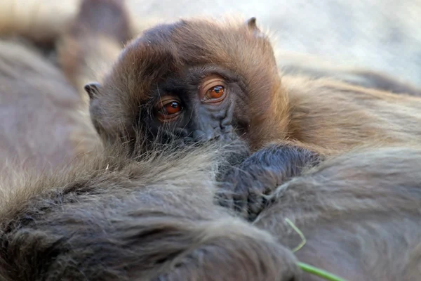 Maymun yavru maymun — Stok fotoğraf