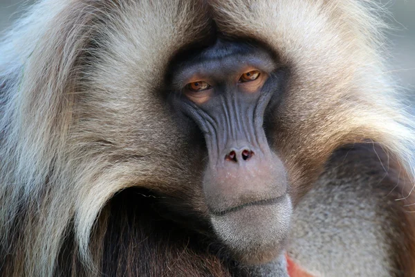 Gelada macaco macho — Fotografia de Stock