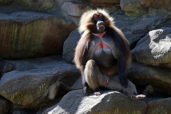 Gelada mono macho —  Fotos de Stock