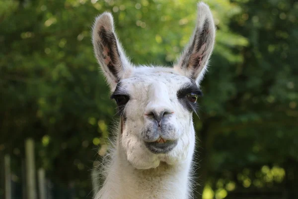 Cute lama head — Stock Photo, Image