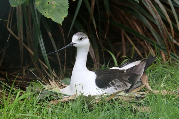 Wader lying in grass — Stock Photo, Image