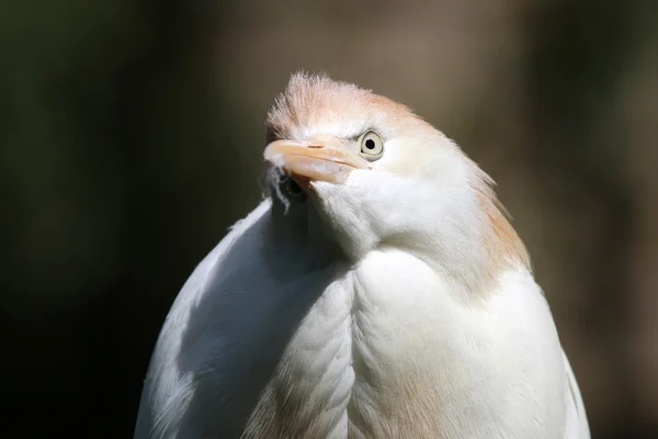 Bubulcus ibis bird — Stock Photo, Image