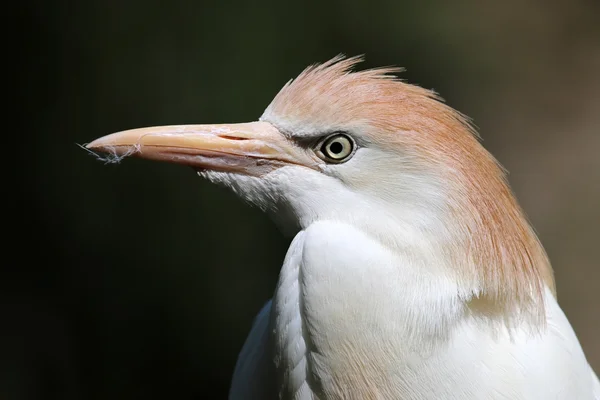 Bubulcus ibis bird — Stock Photo, Image