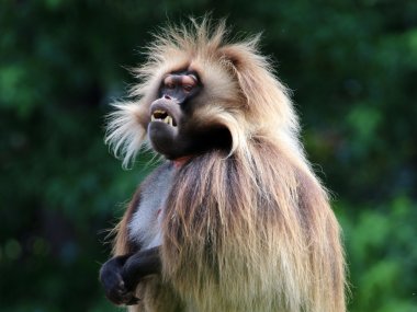 Gelada male monkey clipart