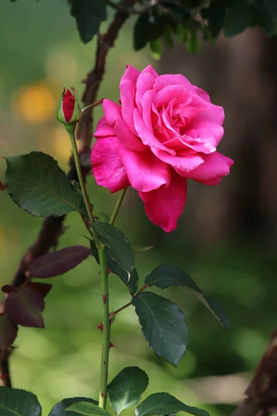 Pink rose on plant — Stock Photo, Image