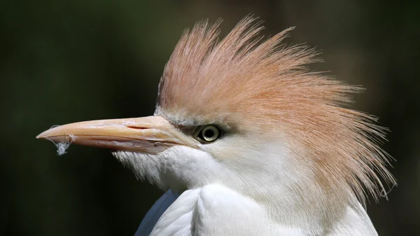 Bubulcus ibis oiseau — Photo