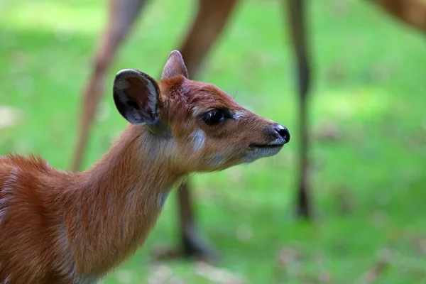 Cute lama portrait — Stock Photo, Image