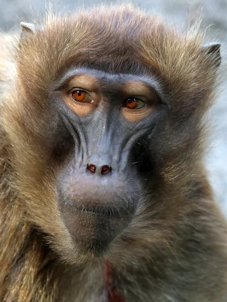 Vrouwelijke Gelada aap — Stockfoto