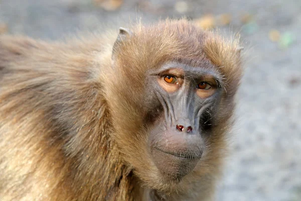 Vrouwelijke Gelada aap — Stockfoto