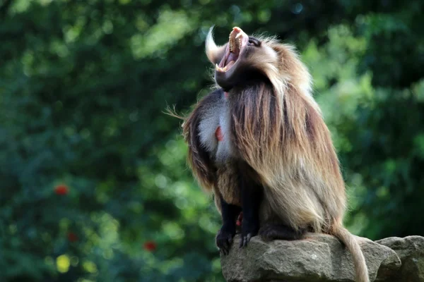 Gelada mannelijke aap — Stockfoto