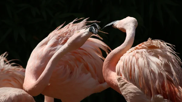 Beautiful tropical flamingos — Stock Photo, Image