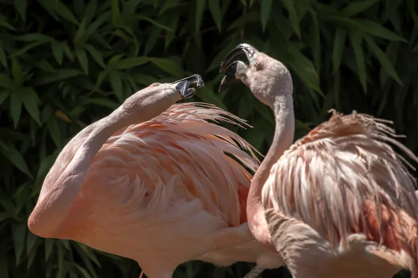 Красивые тропические фламинго — стоковое фото