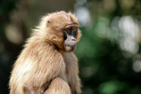 Gelada mono al aire libre — Foto de Stock
