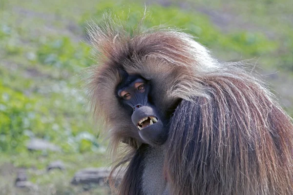 Gelada macaco macho — Fotografia de Stock