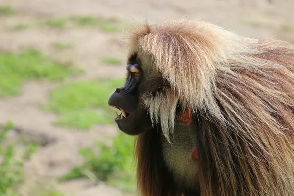 Gelada mono macho — Foto de Stock
