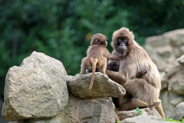 Geleda обезьяна мать с ребенком — стоковое фото