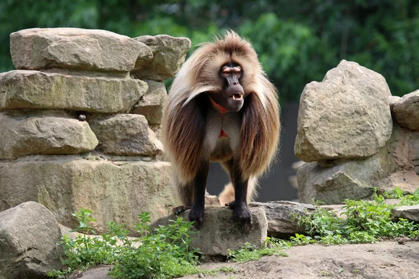 Gelada macaco macho — Fotografia de Stock