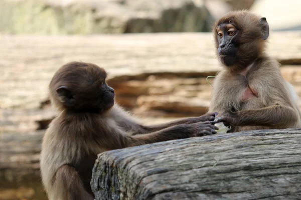 Gelada apor spela tillsammans — Stockfoto