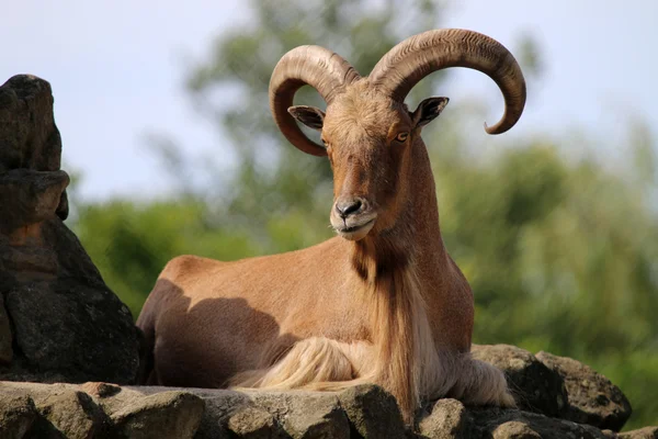 Barbary schapen liggen op steen — Stockfoto