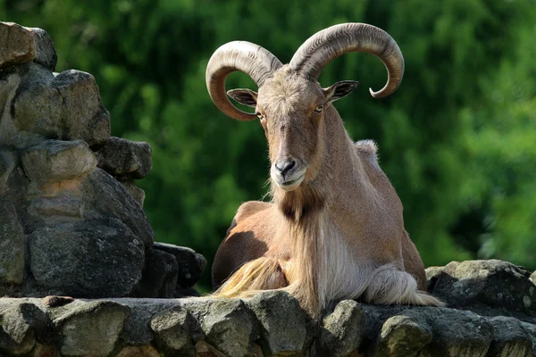 Barbary sheep lying on stone — Stock Photo, Image