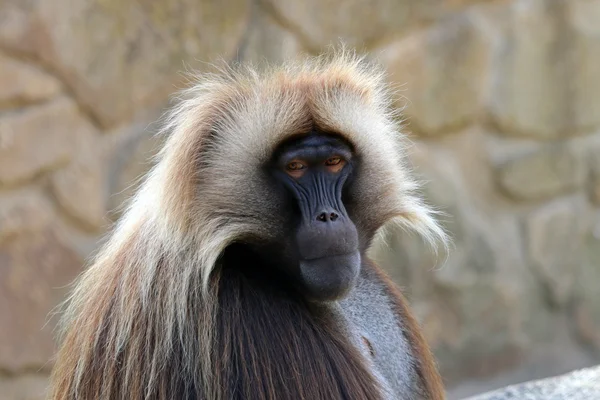 Gelada macaco macho — Fotografia de Stock