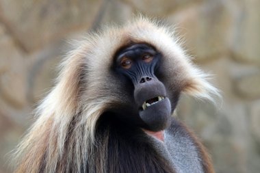 Gelada erkek maymun