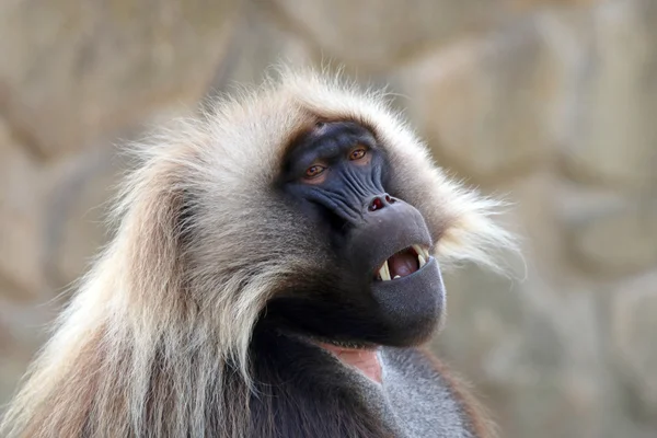 Gelada macaco macho — Fotografia de Stock