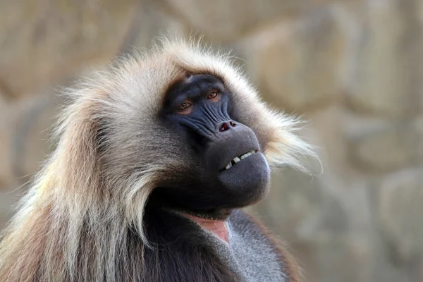 Gelada macaco macho — Fotografia de Stock