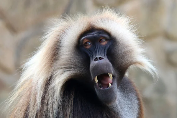 Gelada macaco macho — Fotografia de Stock