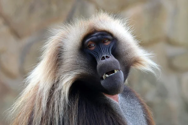 Scimmia maschio Gelada — Foto Stock