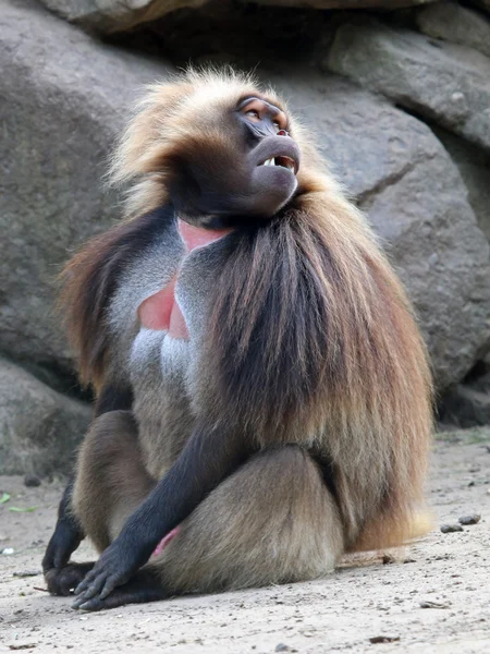 Gelada mono macho — Foto de Stock