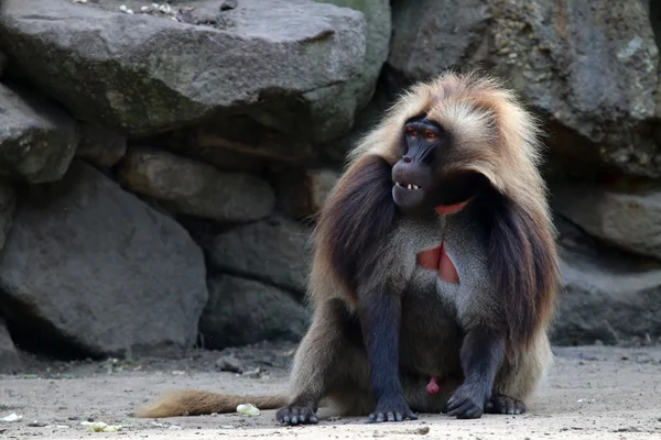 Gelada mono macho — Foto de Stock