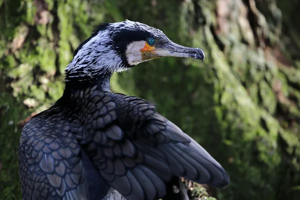 Gran ave cormorán —  Fotos de Stock