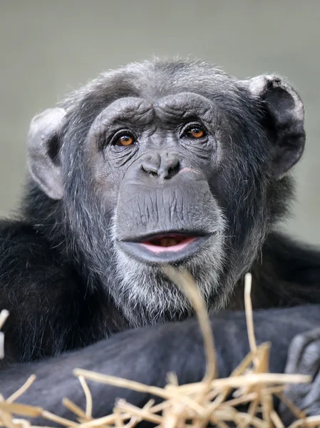 Chimpanzé peludo bonito — Fotografia de Stock