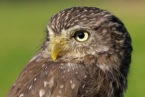 Ferruginous pygmy owl — Stock Photo, Image