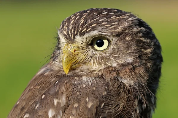 Ferruginous pygmy uggla — Stockfoto