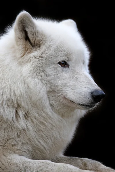 Lobo da baía de Hudson — Fotografia de Stock