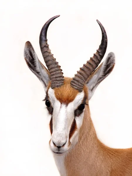 Springbok beyaz izole — Stok fotoğraf