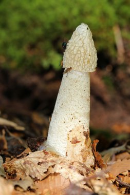 ortak stinkhorn mantar