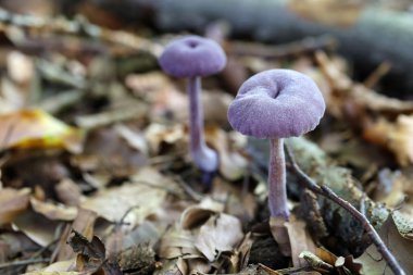 Ametist düzenbaz mantar