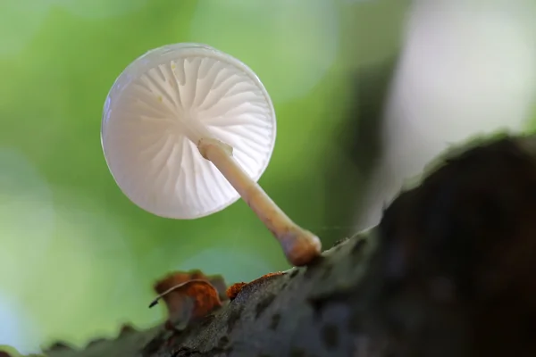 Porzellanpilz auf Baum — Stockfoto