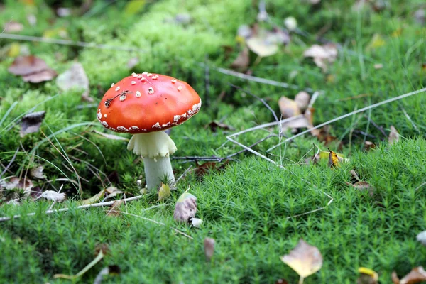 Fly agaric in grass — Stock Photo, Image