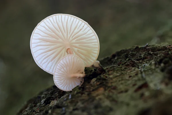 White porcelain fungus — Stock Photo, Image