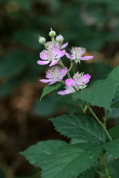 Blackberry flower with leaf — Stock Photo, Image