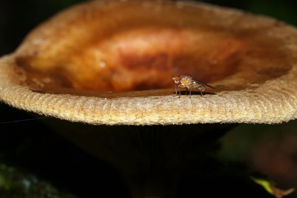 Hongo con mosca pequeña —  Fotos de Stock