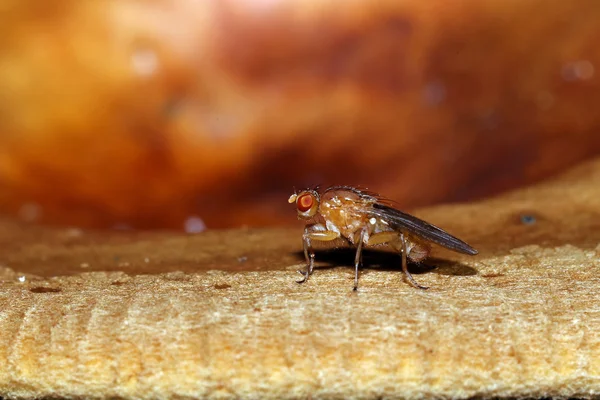 Fungus with small fly — Stock Photo, Image