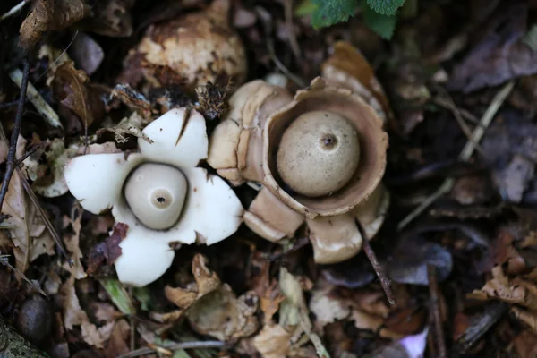 Geastrum in autumn leaves — Stock Photo, Image