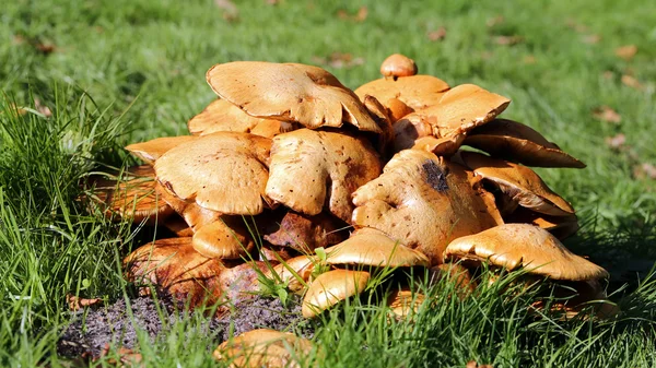 Pile of fungus on grass — Stock Photo, Image